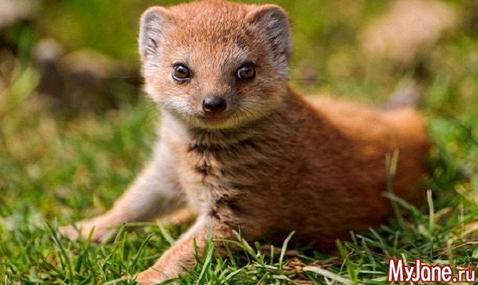 Мангуст: бесстрашный охотник на змей