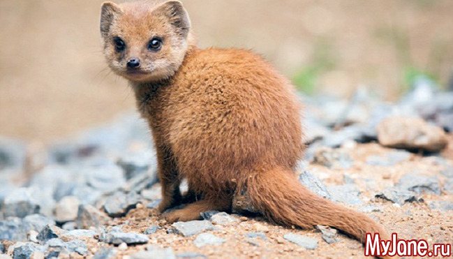 Мангуст: бесстрашный охотник на змей