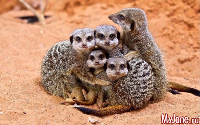 Мангуст: бесстрашный охотник на змей