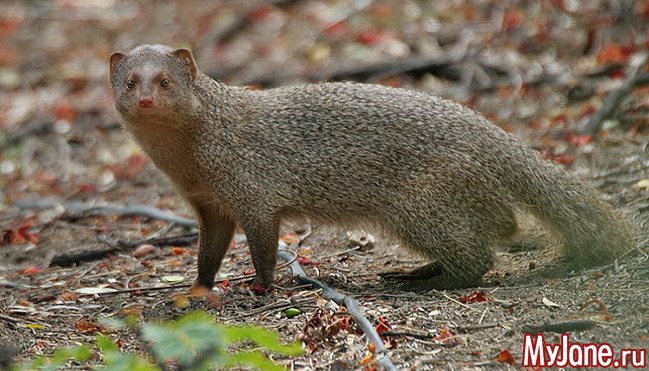 Мангуст: бесстрашный охотник на змей