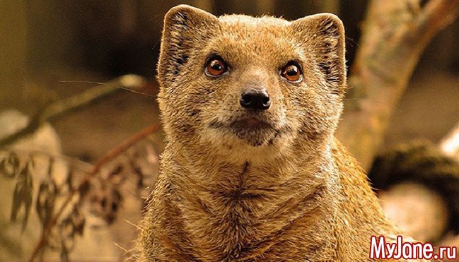 Мангуст: бесстрашный охотник на змей