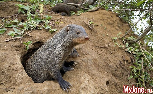Мангуст: бесстрашный охотник на змей