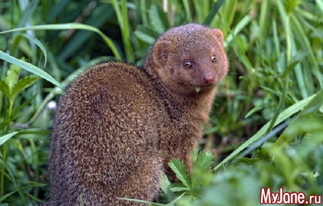 Мангуст: бесстрашный охотник на змей