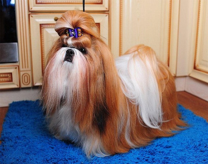 соболиный ши-тцу