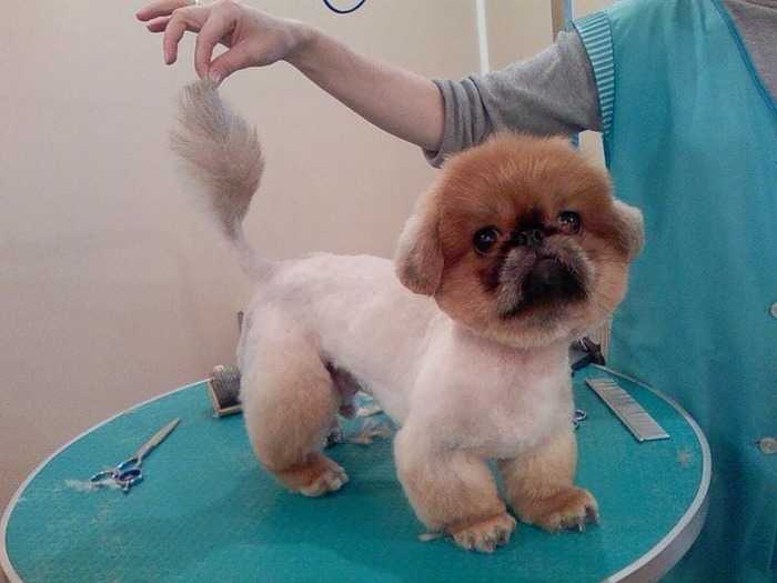 стрижка льва ши-тцу