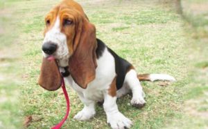 трехцветный бассет-хаунд