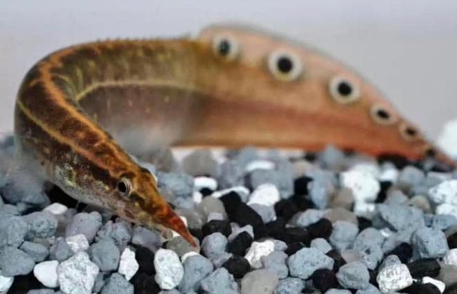 Макрогнатус глазчатый (аквариумный угорь): уход, совместимость с другими рыбками, содержание рыбки, фото, продолжительность жизни Макрогнатус глазчатый (аквариумный угорь): уход, совместимость с другими рыбками, содержание рыбки, фото, продолжительность жизни