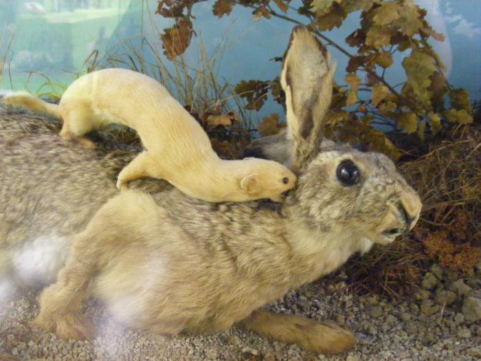 Ласки домашние: уход и содержание