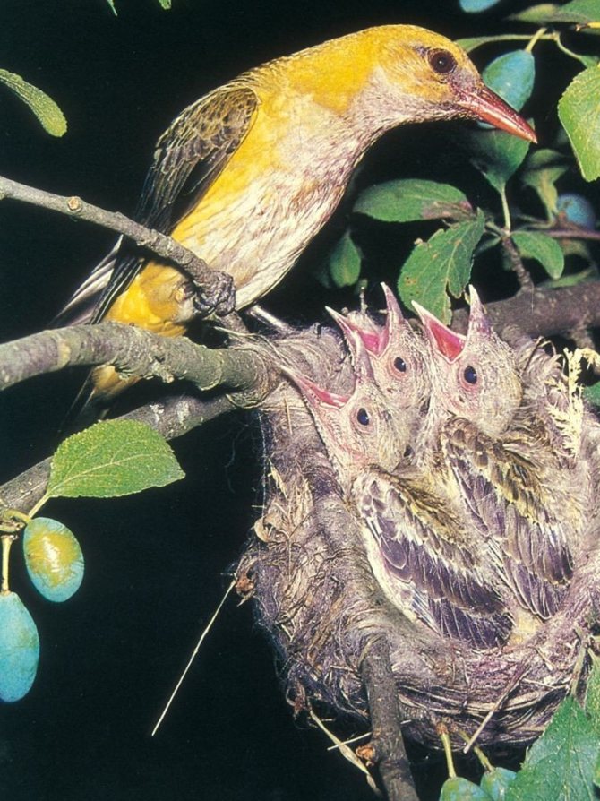 Птица Иволга: пение, самец и самка, как выглядит, гнездо