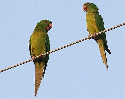 Попугай Аратинга: солнечный, золотой, яндайя, черноголовый