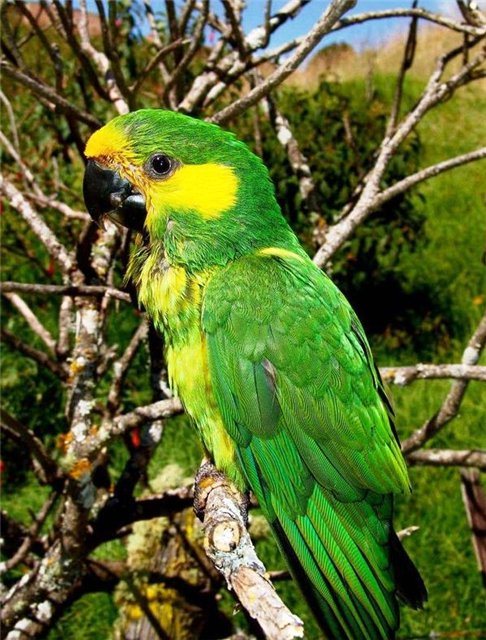 Попугай Аратинга: солнечный, золотой, яндайя, черноголовый