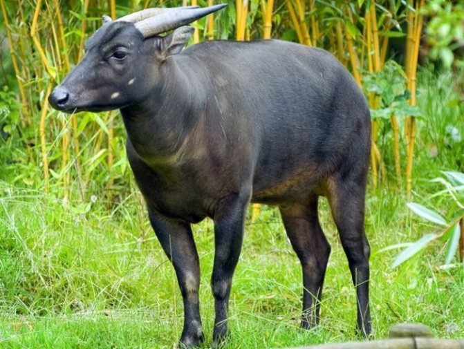 Домашний буйвол: особенности содержания и ухода