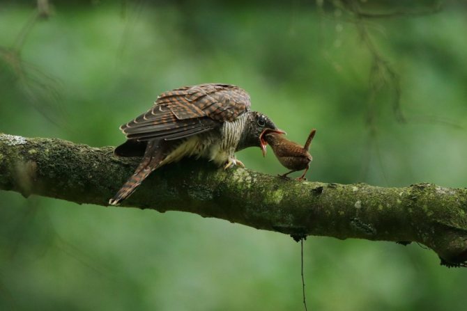 Птица Кукушка: описание, как выглядит, птенцы, приметы