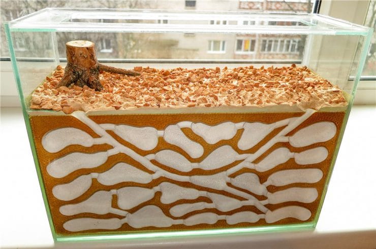 Сколько живут муравьи, каково их строение и как они выглядят