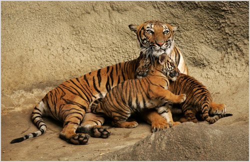 Бенгальский тигр: описание, среда обитания, продолжительность жизни, интересные факты