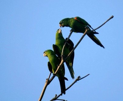 Попугай Аратинга: солнечный, золотой, яндайя, черноголовый