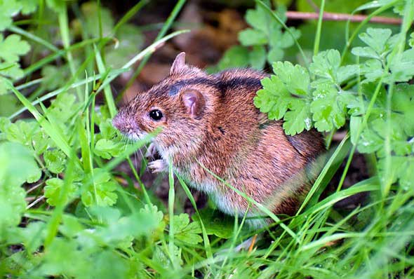 Полевая мышь или мышь с полоской на спине: места обитания и повадки