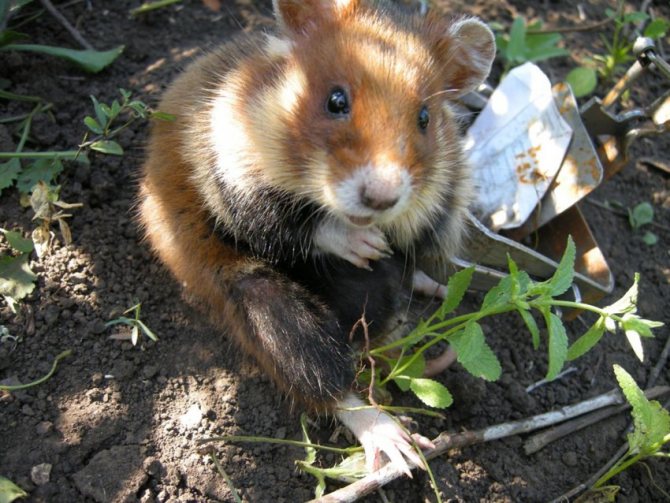 Соня-полчок: описание животного, где обитает, чем питается, размножение, интересные факты