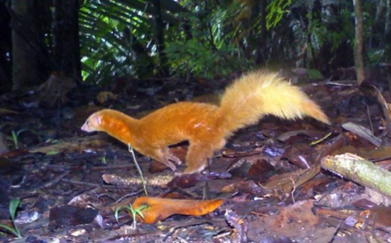 Ласки домашние: уход и содержание