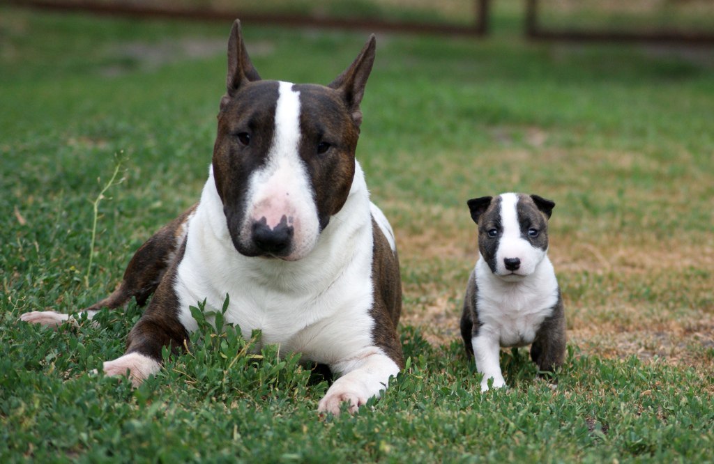 Собака с крысиной мордой: как называется порода, каковы ее особенности