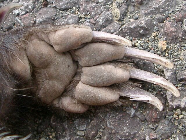 Два самых свирепых и безбашенных зверя в мире - с ними не рискуют связываться ни тигры, ни львы