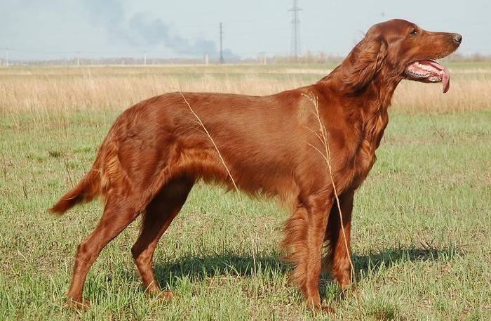 Русский сеттер: описание породы