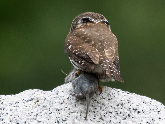На сколько может поворачивается голова у совы и почему она крутится