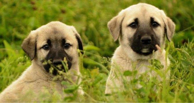 Анатолийская овчарка – бдительный сторож и защитник