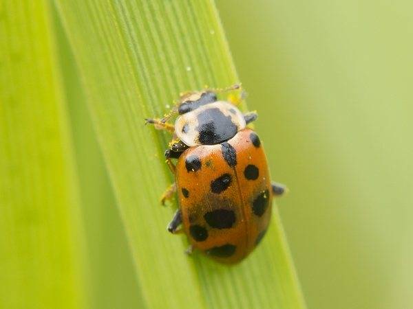 Про желтую божью коровку с черными пятнами: описание, ядовитая или нет, приметы