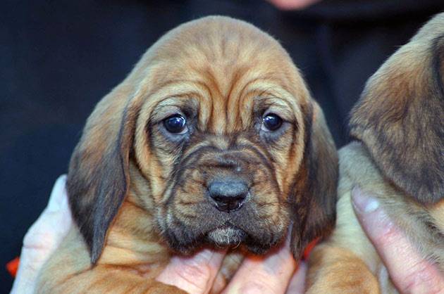 О гончей породе собак бладхаунд: внешность и темперамент