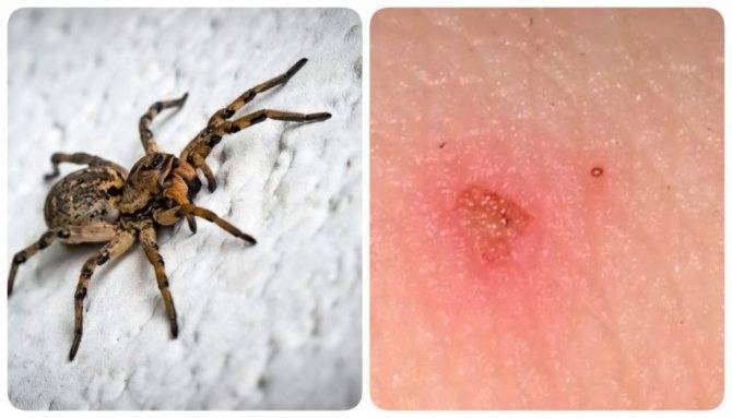 Паук-птицеед в Красной книге: какие тарантулы занесены и почему