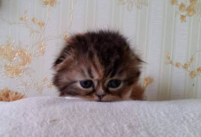 Шотландская вислоухая длинношерстная кошка (Хайленд фолд): описание породы, достоинства и недостатки, внешность и окрас, характер, здоровье