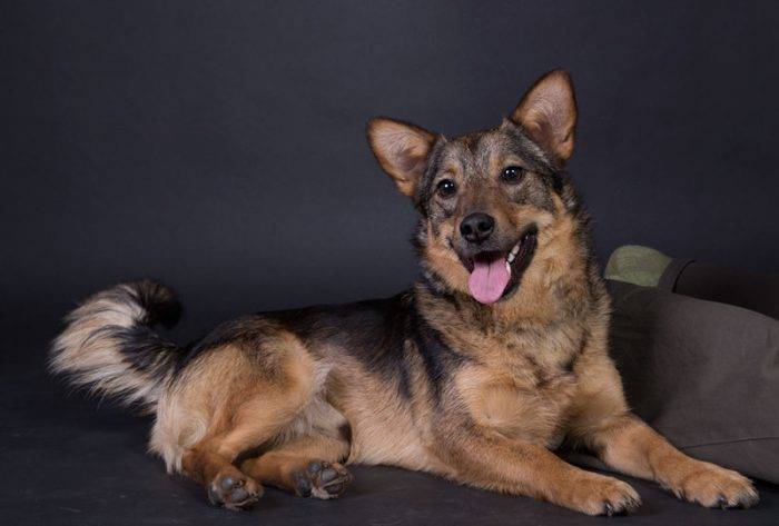 Шалайка (собака Сулимова) — описание, особенности новой породы в России