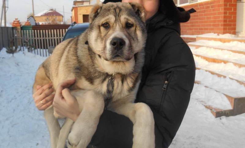 Какие существуют собаки волкодавы: описание русских, немецких и азиатских пород