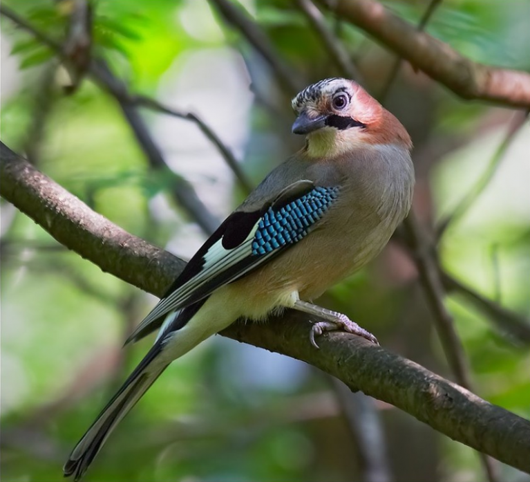Сойка (фото) – птица, поражающая своим репертуаром