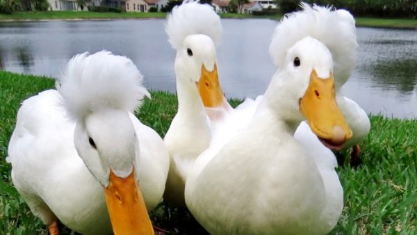 Самые яркие и позитивные виды птиц мира