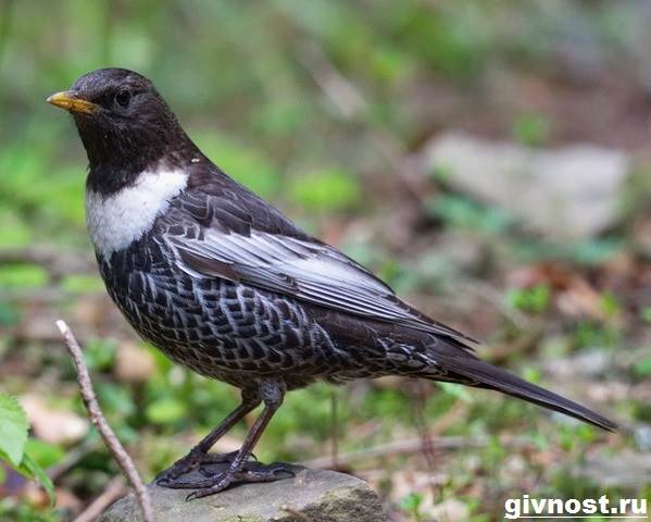 Дрозд рябинник