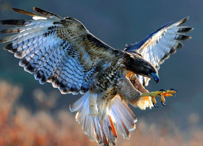 Птица чеглок: описание