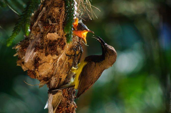 Нектарница: интересные факты о птицах