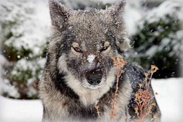 Какие существуют собаки волкодавы: описание русских, немецких и азиатских пород