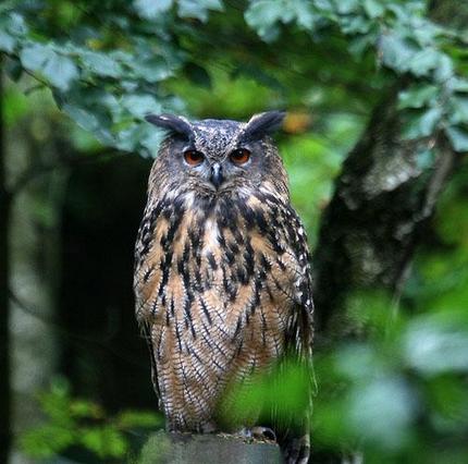 На сколько может поворачивается голова у совы и почему она крутится