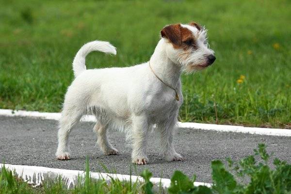 Джек Рассел терьер