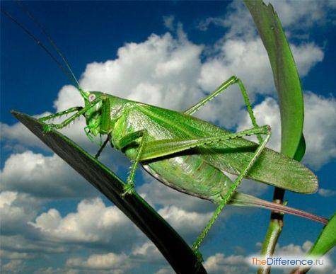 Кузнечик – как выглядит, что ест, почему прыгает