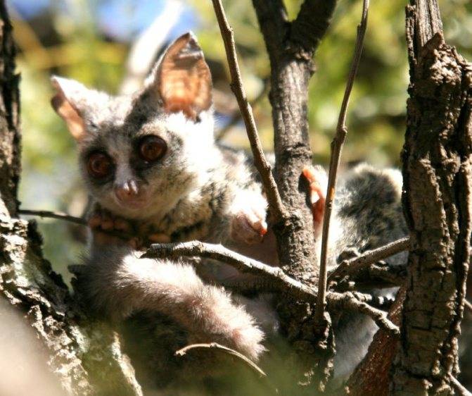 Галаго: среда обитания и особенности