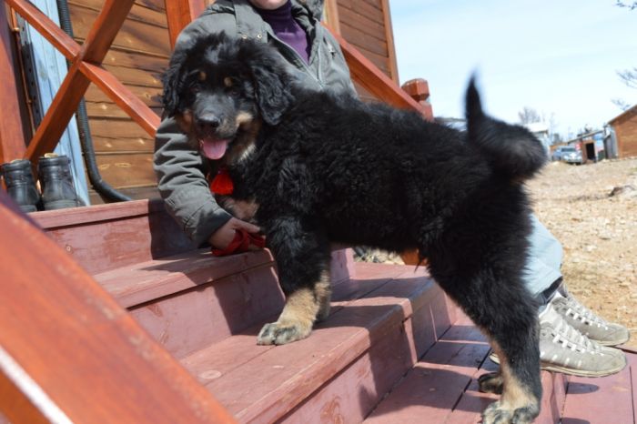 Подробная характеристика и особенности бурят-монгольских волкодавов хотошо
