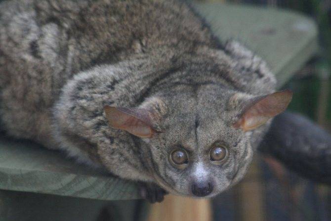 Галаго: среда обитания и особенности