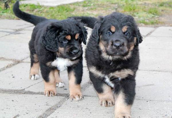 Подробная характеристика и особенности бурят-монгольских волкодавов хотошо