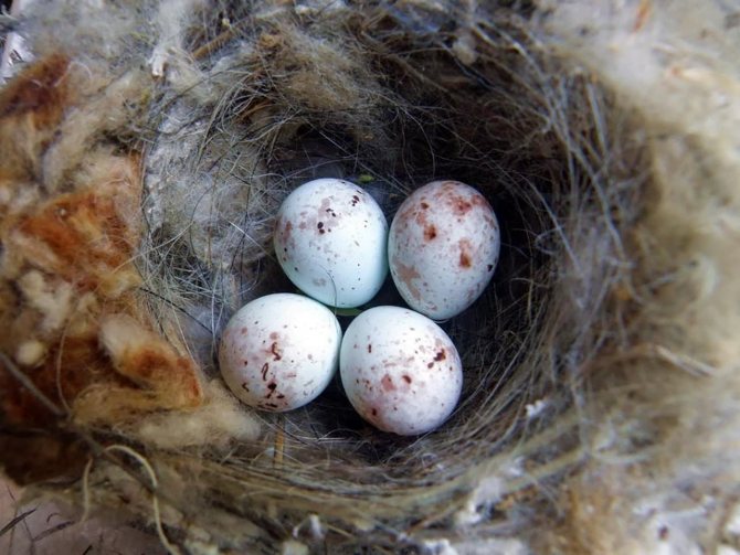 Вьюрок или Юрок?