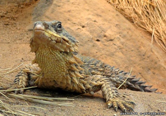 Поясохвост