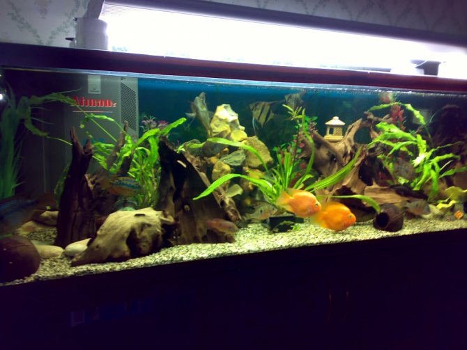 Цихлазома северум (рыбка ложный дискус): содержание, виды (красноточечный, красноплечий, жемчуг), совместимость